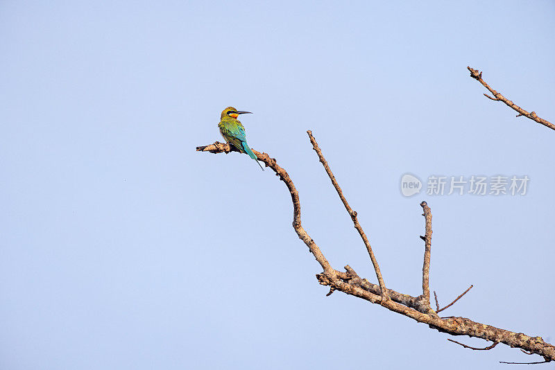 Blue-tailed bee eater (Merops phillippinus) sitting on a branch